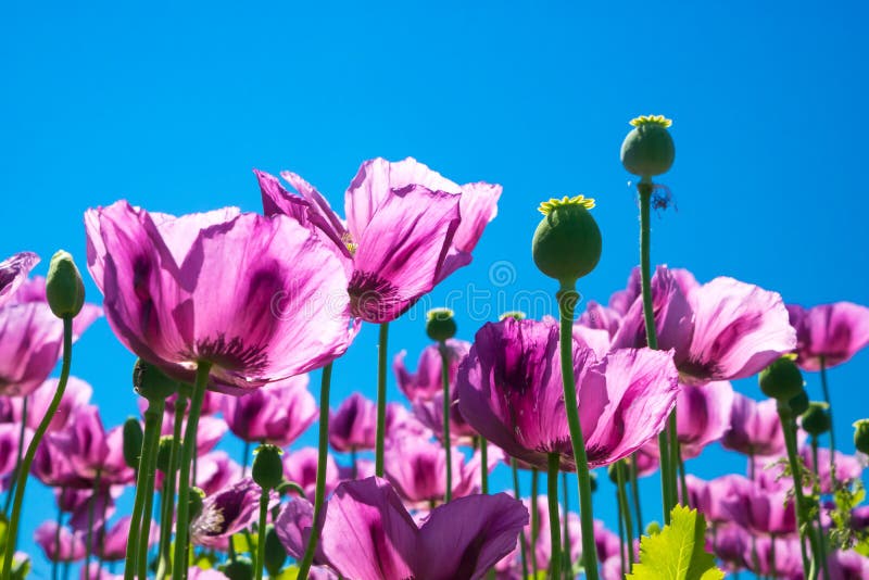 Purple poppy flowers with clear blue sky