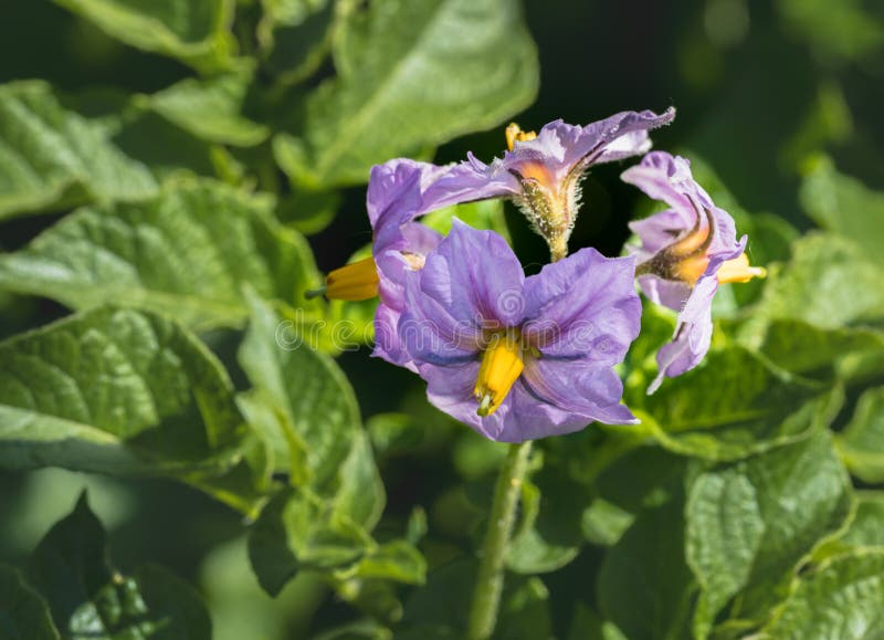 Purple Potato Plant Flowers Stock Image Image of stigma, bloom 191246061