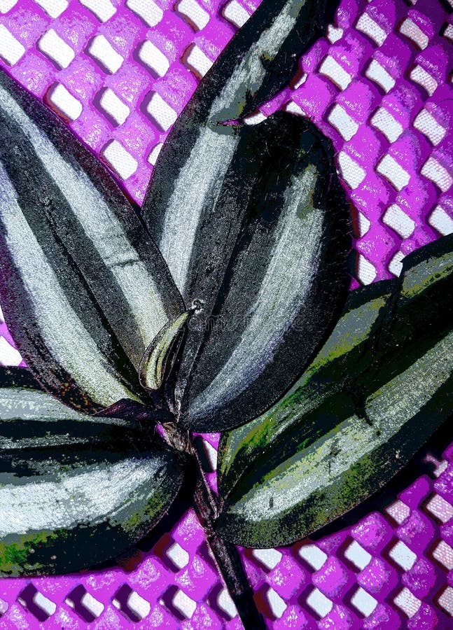 Purple Potato plant stock image. Image of potato, vine 149577111