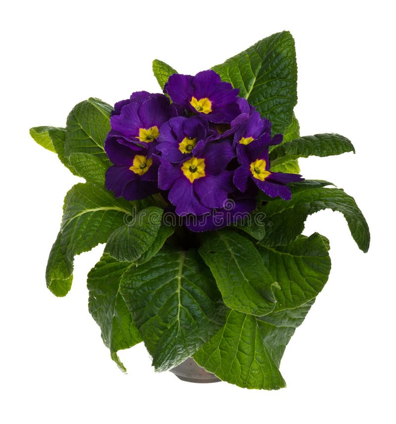 Purple potted primrose isolated on white