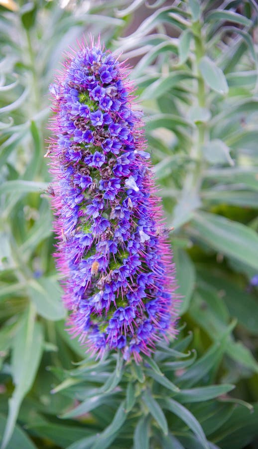 Purple Pride Of Madeira Blossom stock photos Purple Pride Of Madeira Blossom stock photos