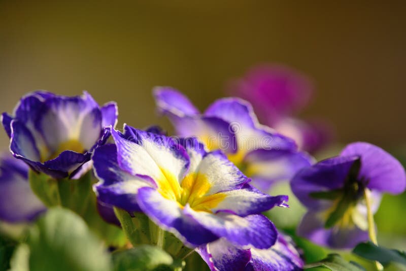 Purple primroses stock image. Image of outdoors, garden 92982341