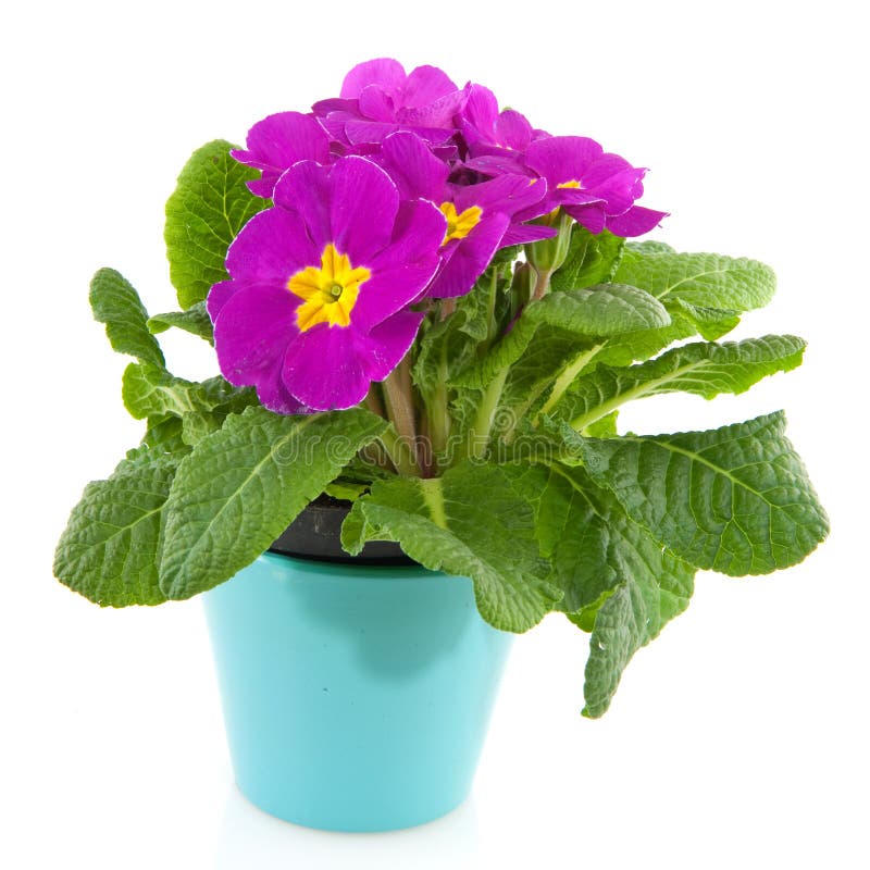 Purple Primula in blue flower pot