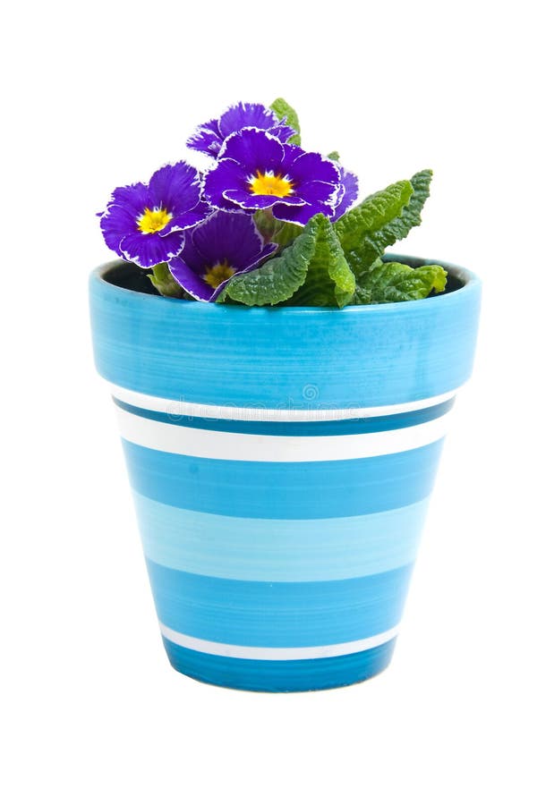 Purple Primula flower in blue pot
