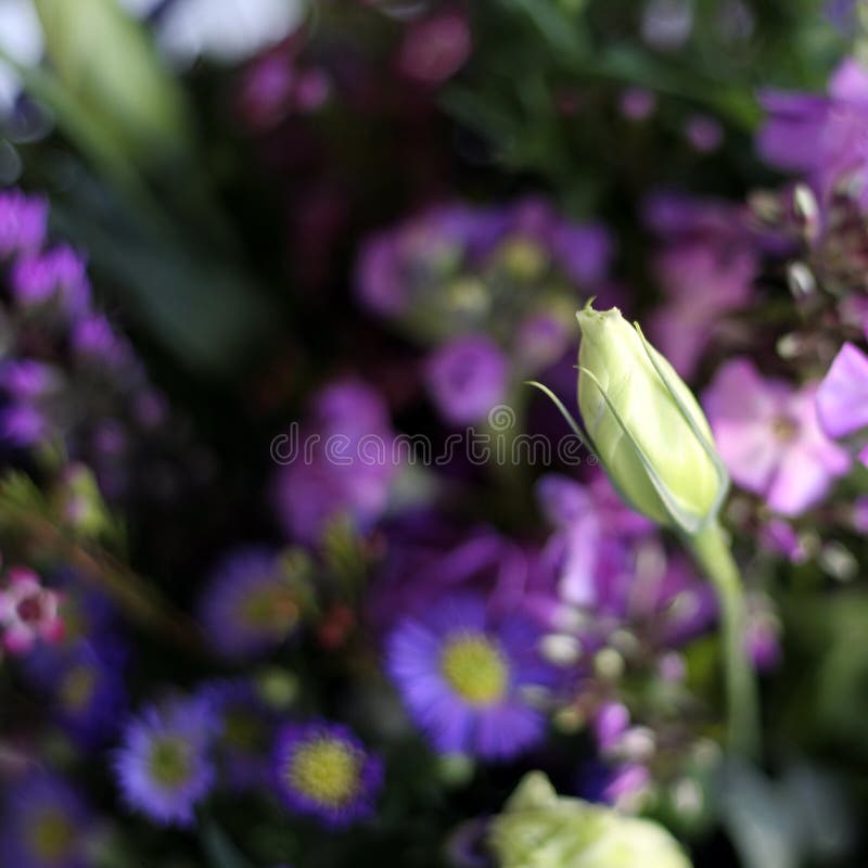 Purple Primulas
