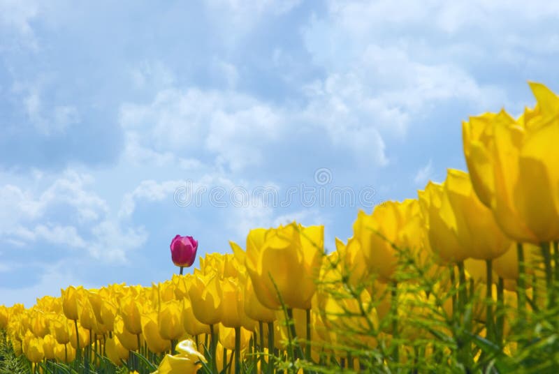 Purple and Proud Tulip stock photography