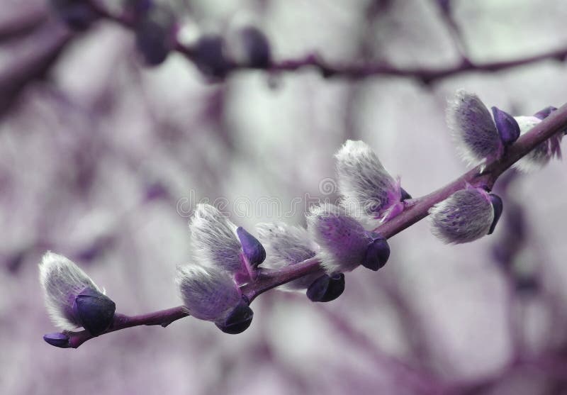Purple willow. A close up photograph of willow buds in early Spring Purple willow. A close up photograph of willow buds in early Spring