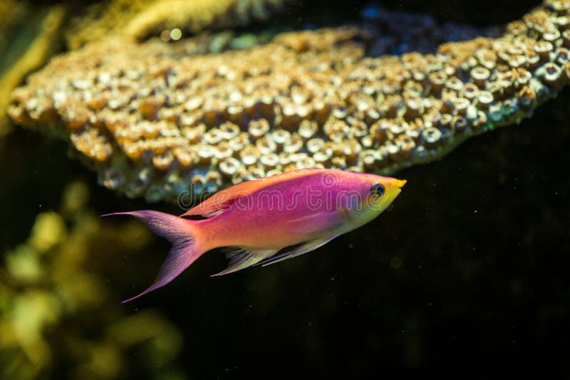 Purpurová královna,, korál útes, sůl voda mořský, krásný růžový a tropický korály v, akvárium, tapeta na plochu.