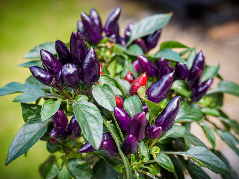Purple And Red Chili Peppers Growing On A Plant Stock Image Image of