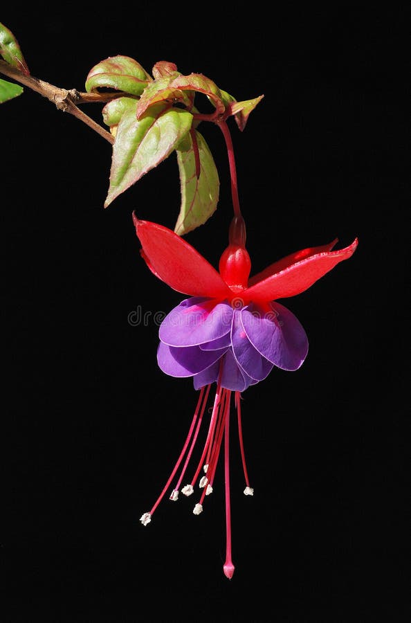 Purple and red Fuschia