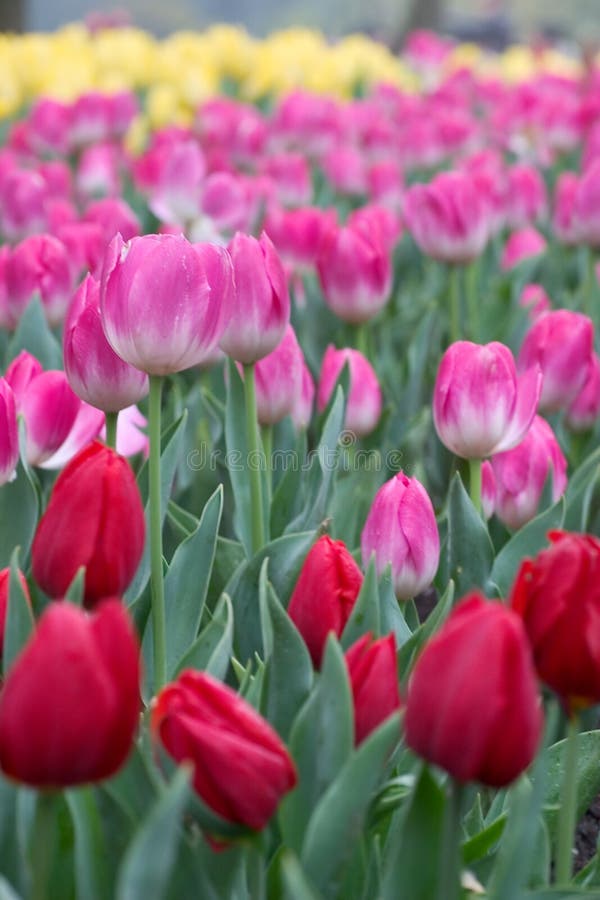 Red tulips stock image. Image of colorful, flowers, spring 10664561
