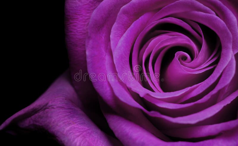 Find beauty everywhere  Purple roses wallpaper Purple flowers wallpaper Purple  roses