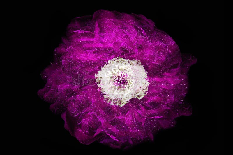 Purple rose on the dark background