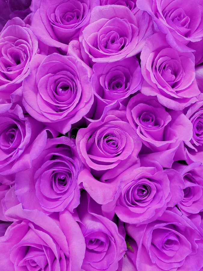 Purple Rose Flower in a Floral Bouquet for Gift of Love, Background and ...