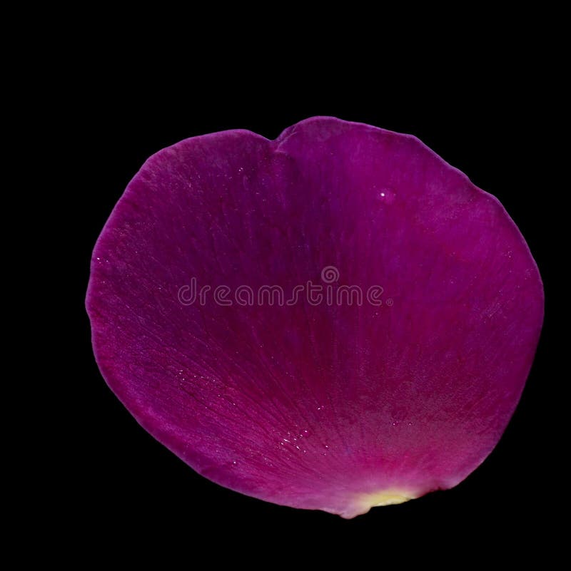 Purple rose petal stock image. Image of backgrounds, color 22669829