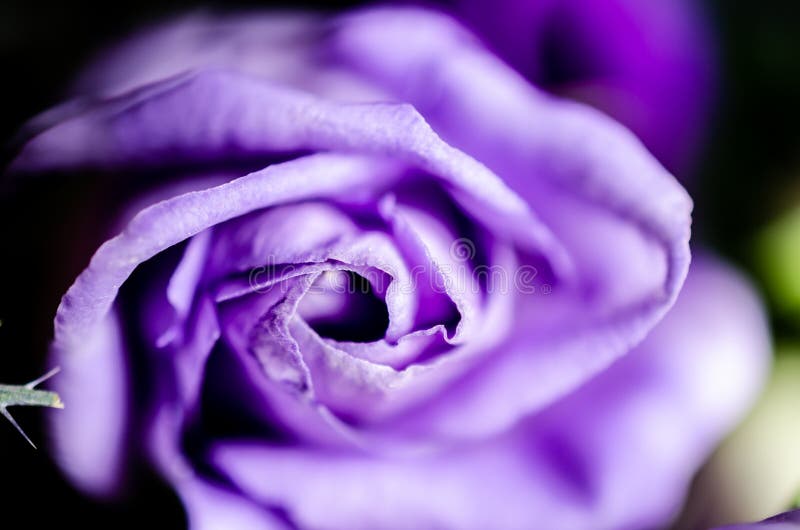 Purple Rose with the Petals Edges in Closeup Stock Image Image of