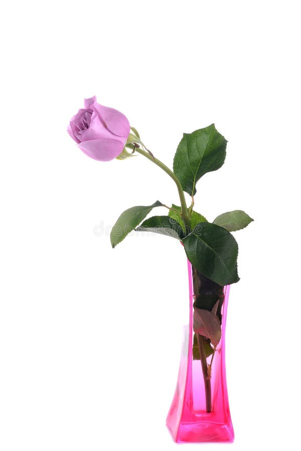 299 Tall Purple Vase Stock Photos Free & RoyaltyFree Stock Photos