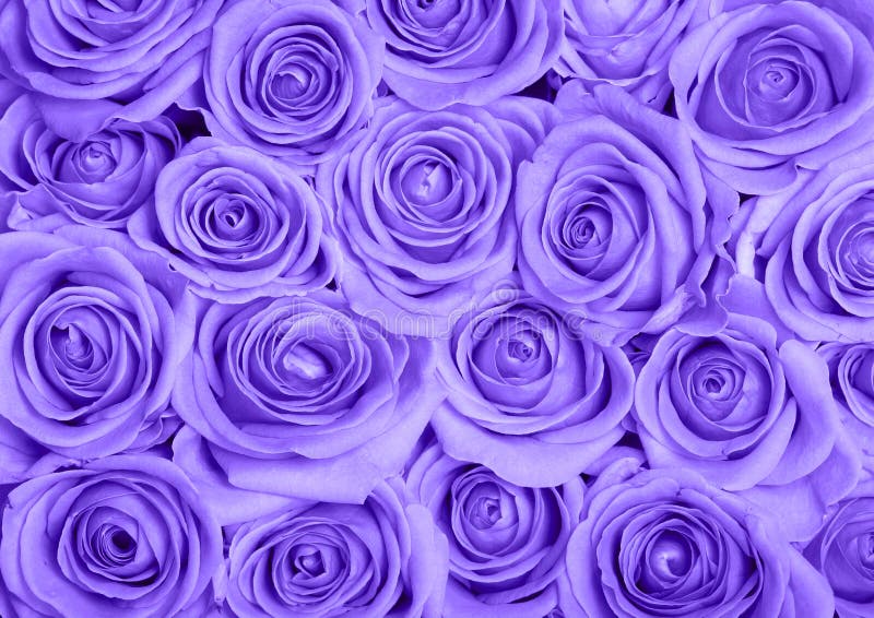 Purple Rose Flower Backgrounds