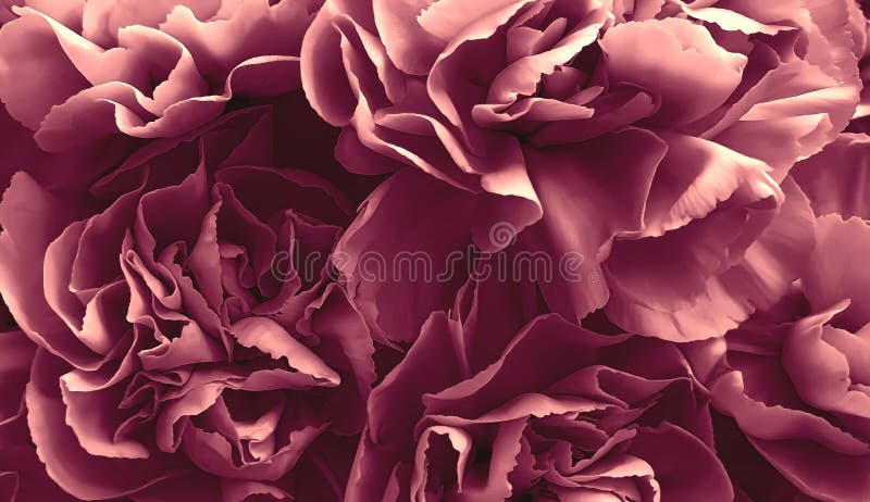 pruple-flower-petals-roses-background-wallpaper-stock-image-image-of