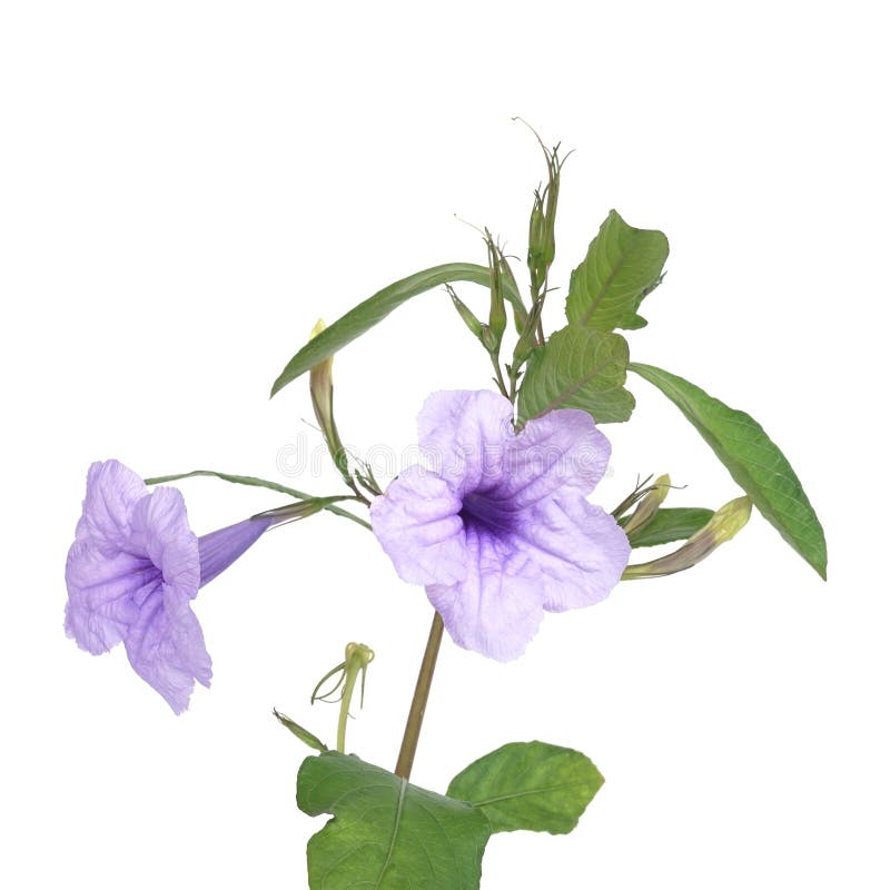 Purple Ruellia Tuberosa Flower Stock Image - Image of branch, leaf ...