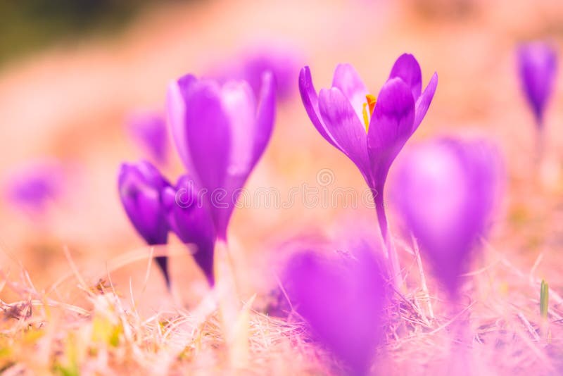 Purple Saffron Flowers on a Meadow Stock Photo Image of warm, light