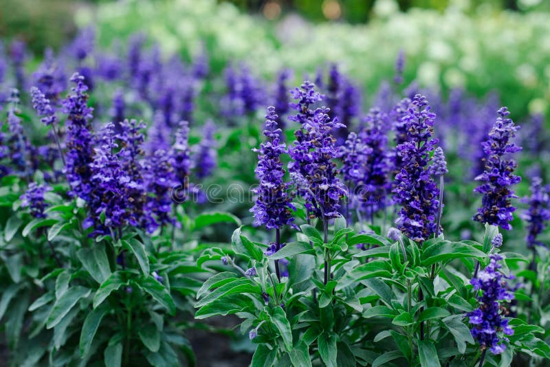 Purple Sage Flowers and Green Medicinal Herb Stock Image Image of