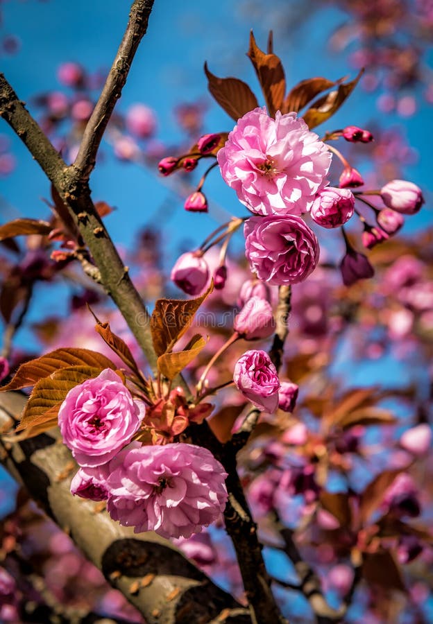 Purple Sakura Flowers on the Tree Stock Image Image of nature, bright