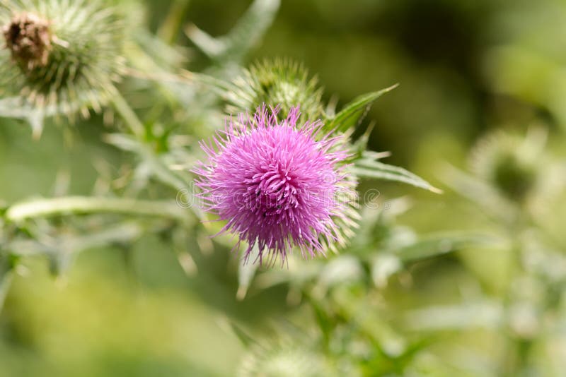 Purple Scottish Thistle Flower Stock Photo Image of nature, scotland