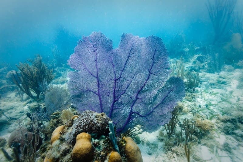 Purple Sea Fan displayed on hard coral colony