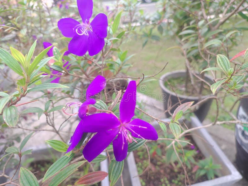 Purple Shoe Tree Flower Plant Stock Photo Image of pink, orchid