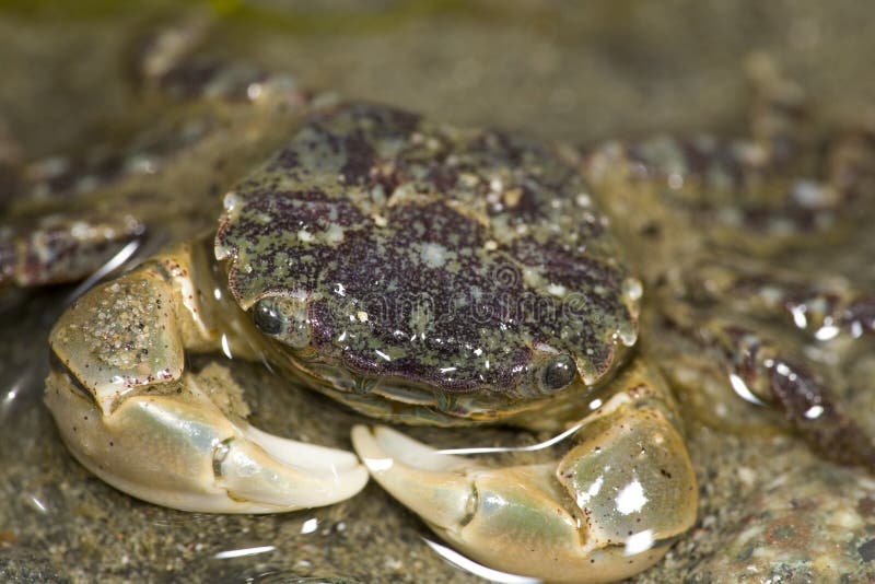 Sea Sponge Hermit Crab Stock Photos - Free & Royalty-Free Stock Photos from  Dreamstime