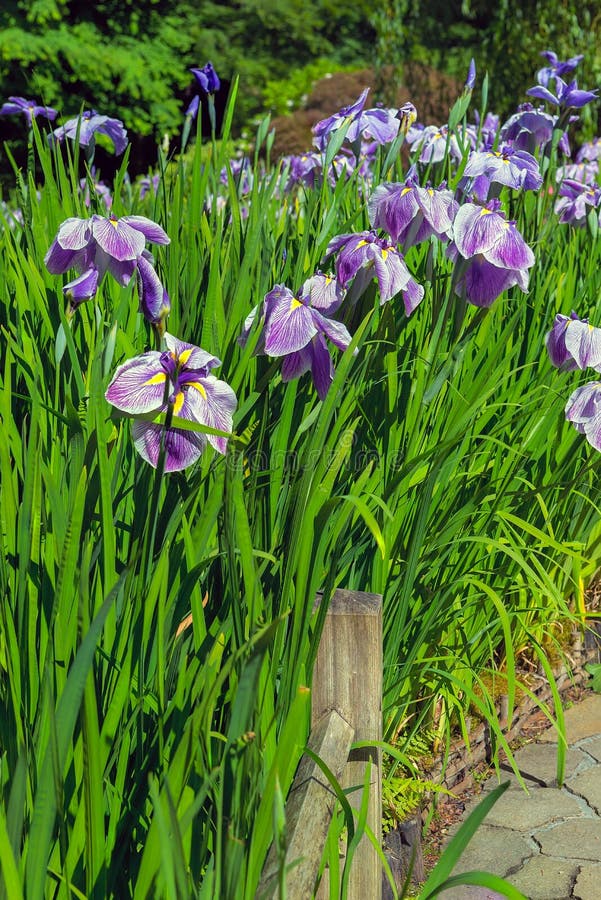 Purple Siberian Irises in Bloom Along Garden Path Stock Image - Image ...