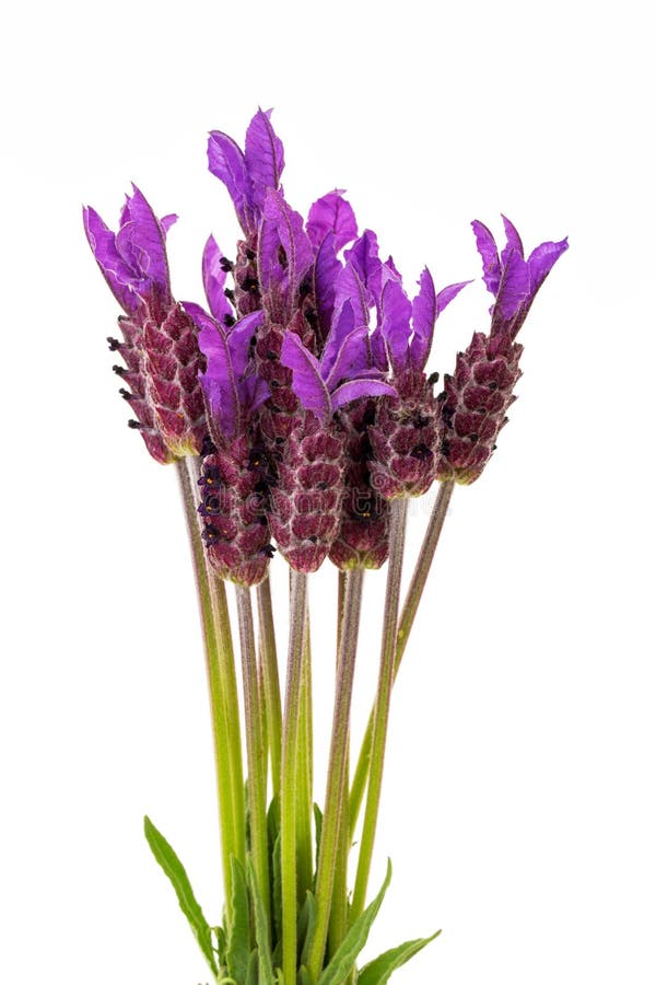 Spanish lavender flowers stock photo. Image of perennial 17772376