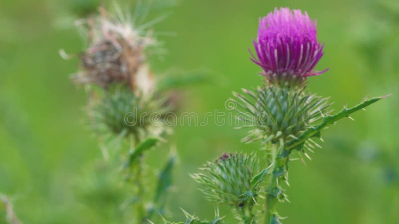 Purple spear thistle flower moving in slow wind, closeup detail