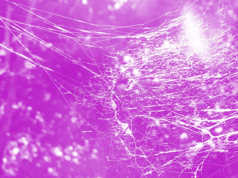 Purple Spider Web Picture. Image: 1447500