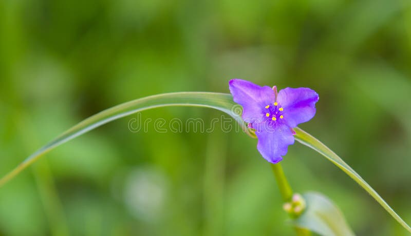 Natures Purple Spiderwort Wild Flower