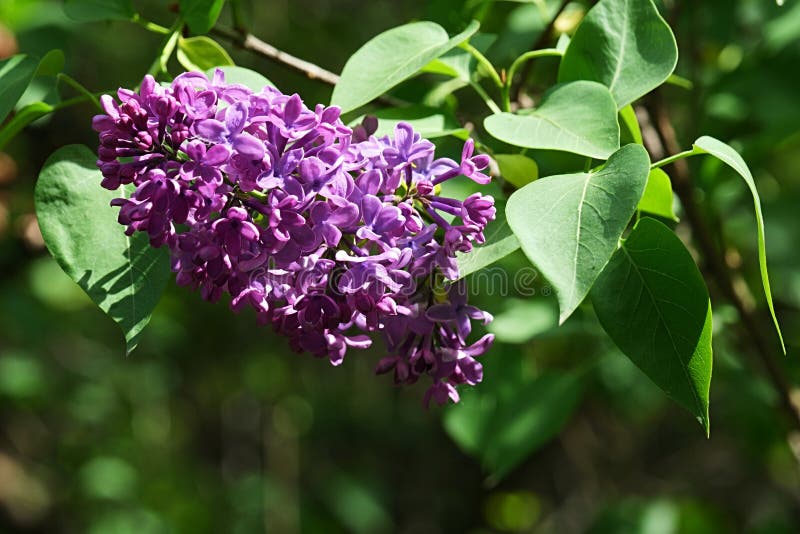 Purple spring flower cluster of Lilac decorative shrub, latin name Syringa, possibly Syringa Vulgaris royalty free stock image