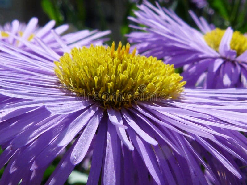 Purple Spring Flower with Yellow Centre in Closeup Stock Image Image