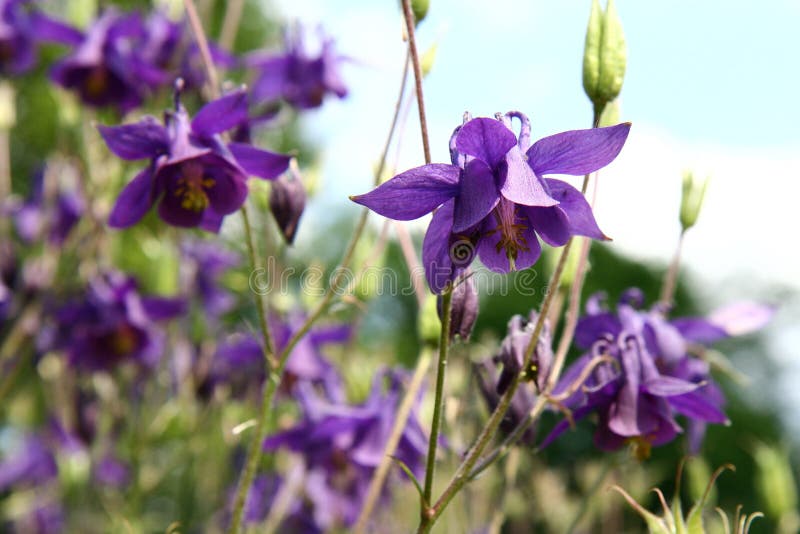 Purple spring flowers