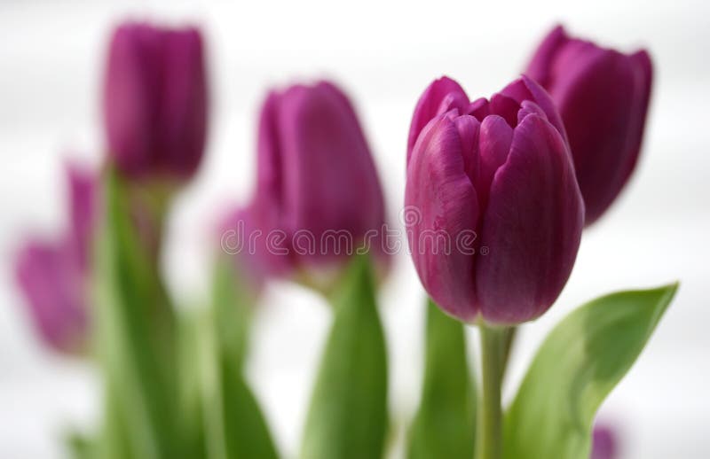 Purple Spring Tulips