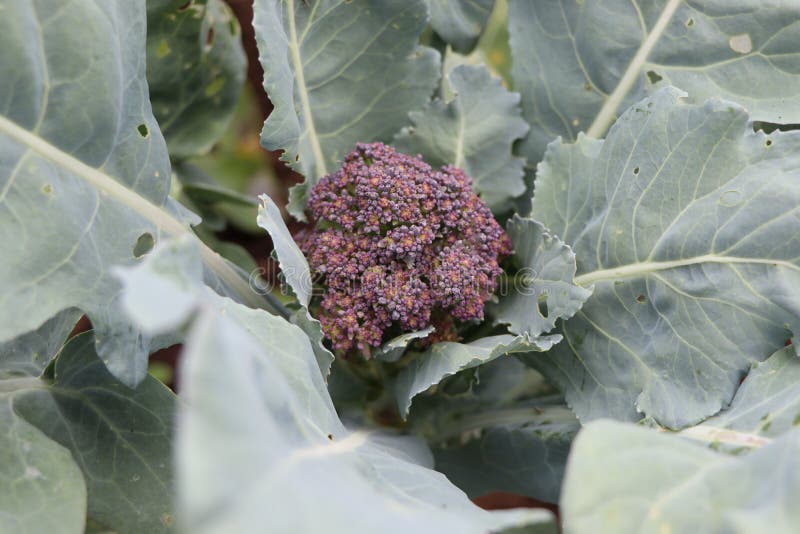 Purple Sprouting Broccoli Growing in the Garden Stock Photo Image of