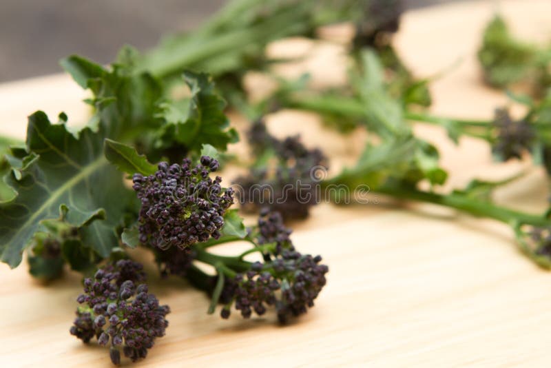 Purple sprouting broccoli stock photo. Image of broccolin 115705328