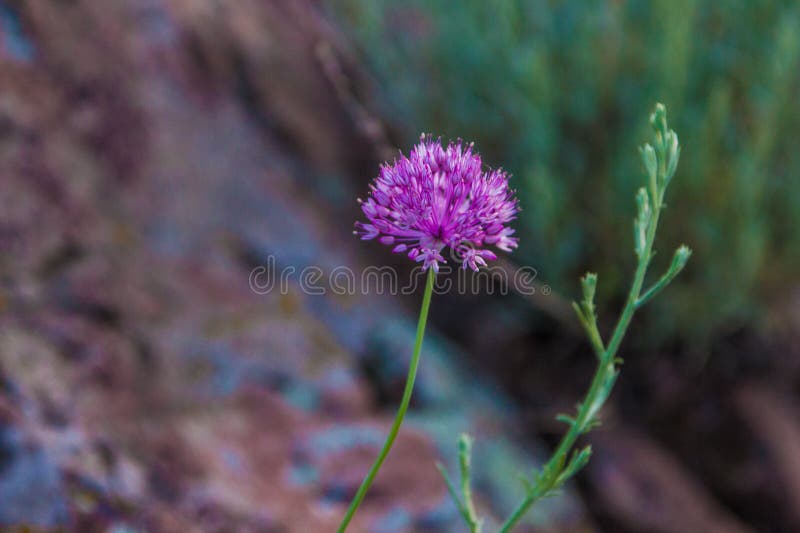 9 153 Steppe Flower Photos Free Royalty Free Stock Photos From Dreamstime