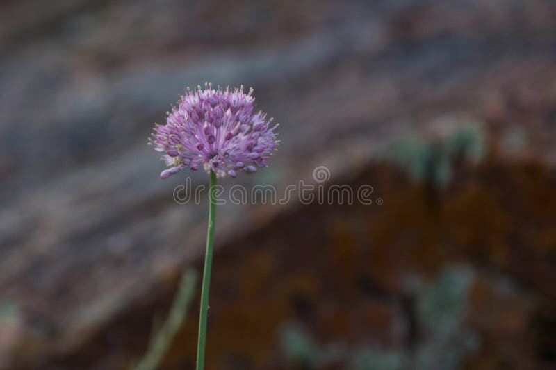 9 153 Steppe Flower Photos Free Royalty Free Stock Photos From Dreamstime