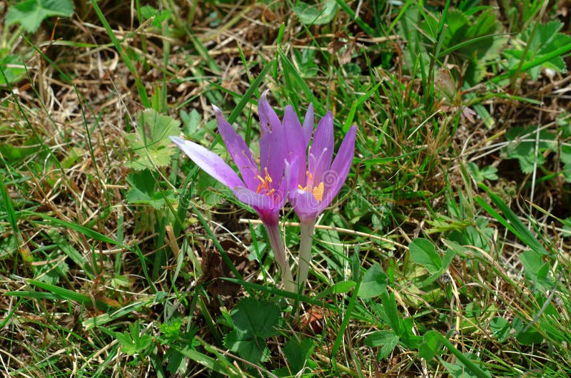 Purple Striped Crocus the Beautiful Spring Flowering Bulb Grows in Dry