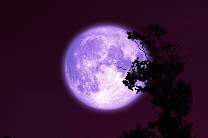 purple sturgeon moon on red night sky back silhouette trees.