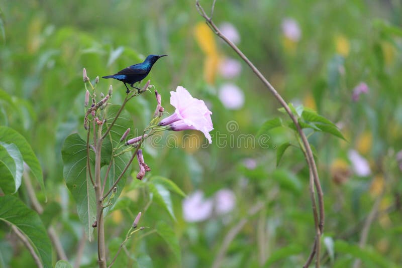 A Purple Sunbird Perched Elegantly on a Beautiful Blossomed Flower ...