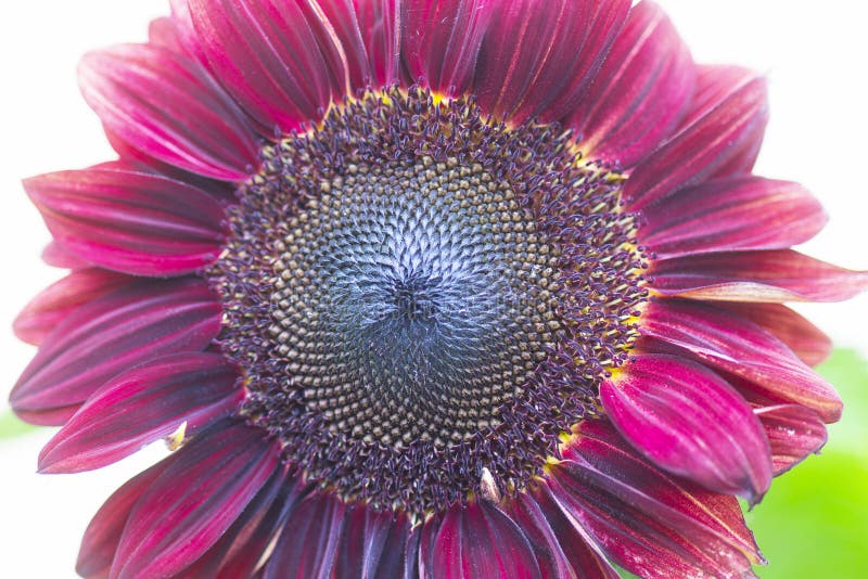 Purple sunflower stock image. Image of sunflower, summer 250966031