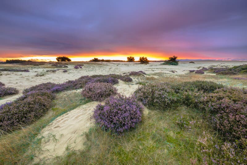 Purple sunset Hoge Veluwe stock photography Purple sunset Hoge Veluwe stock photography