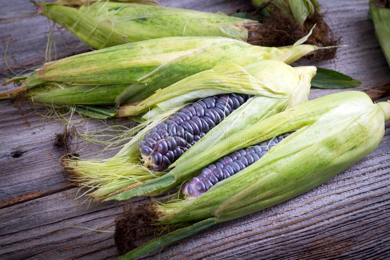 Purple Sweet Corn with Leaves Stock Photo Image of autumn, vegetable 124013652